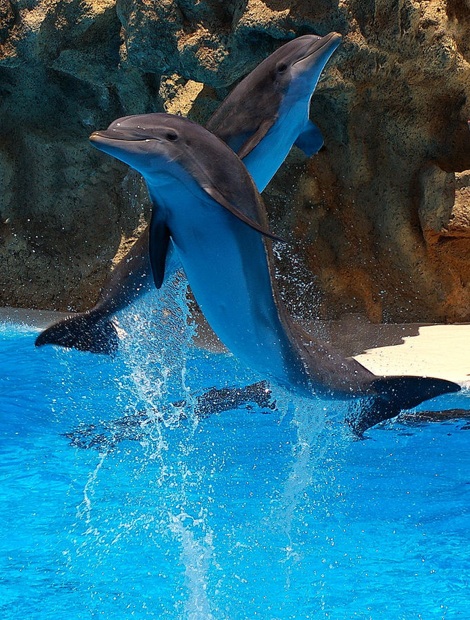 Loro Parque 2008