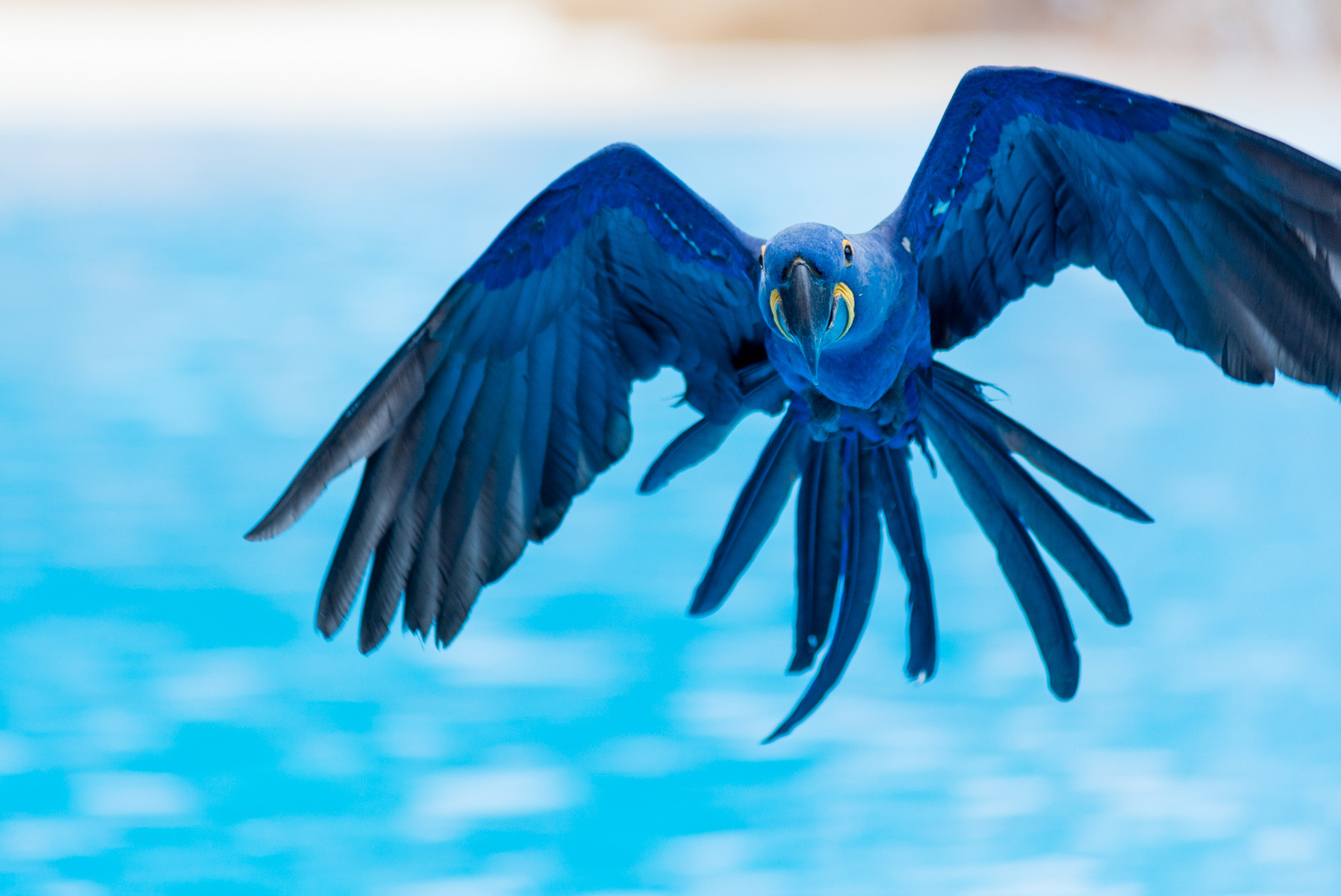 Loro Parque