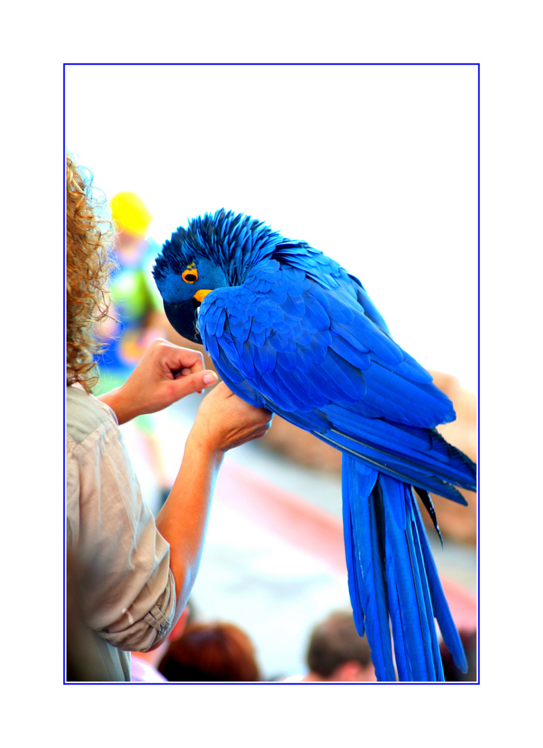 Loro Parque