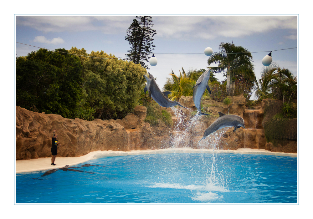 Loro Parque: Delfinarium