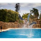 Loro Parque: Delfinarium