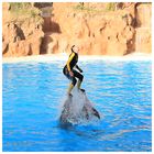 Loro Parque Delfine Bild 2/8