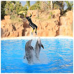 Loro Parque Delfine Bild 3/9