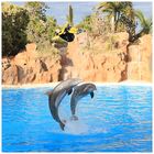 Loro Parque Delfine Bild 4/8