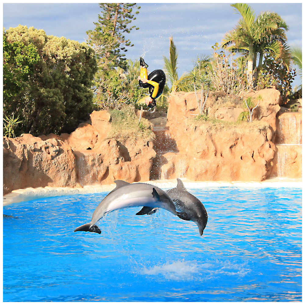 Loro Parque Delfine Bild 5/8