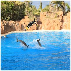 Loro Parque Delfine Bild 7/8