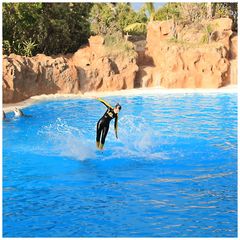 Loro Parque Delfine Bild 8/8