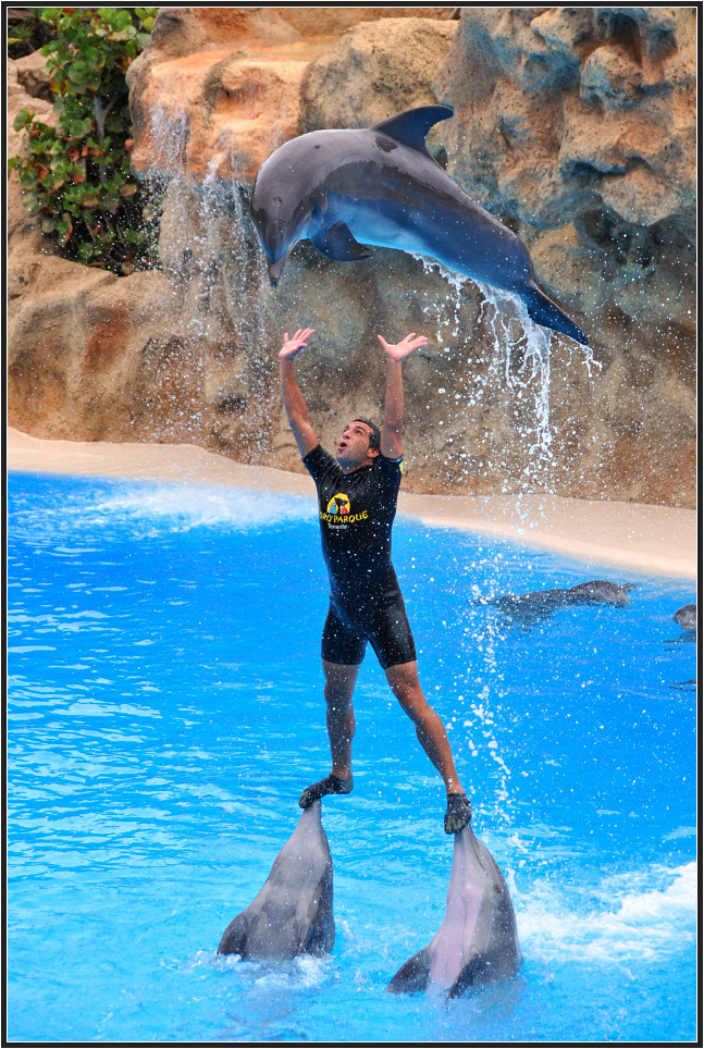 Loro Parque - Delphinshow