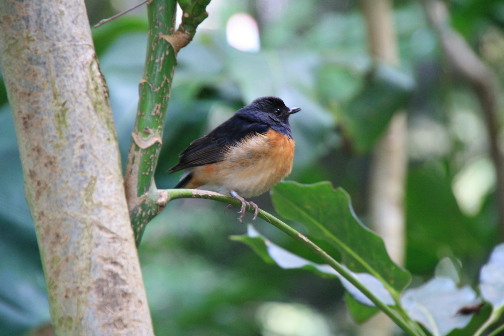 Loro Parque Freifluggehege