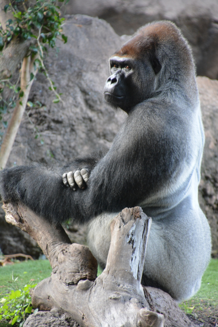 Loro Parque Gorilla