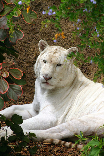 loro parque - I