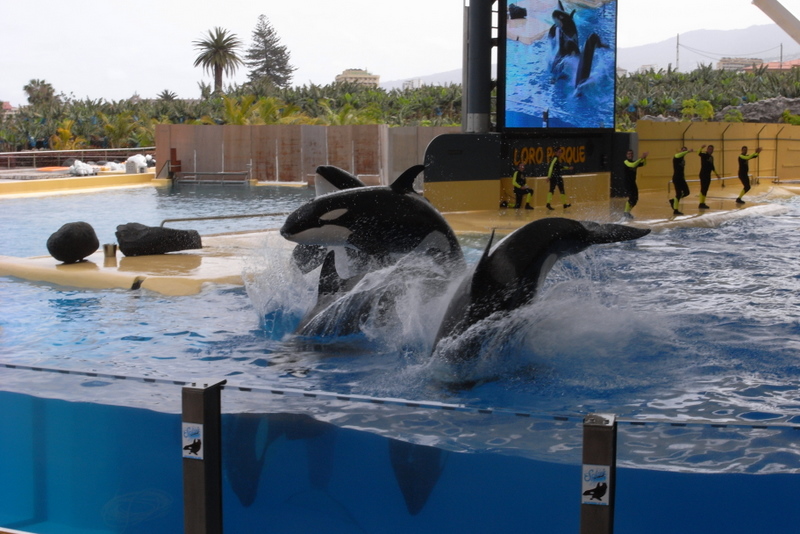 Loro Parque II