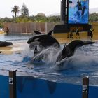 Loro Parque II