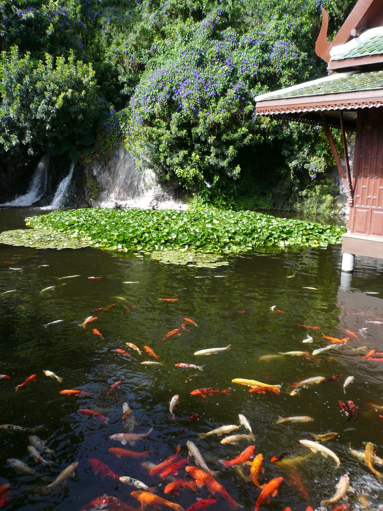 Loro Parque/ Puerto de la Cruz