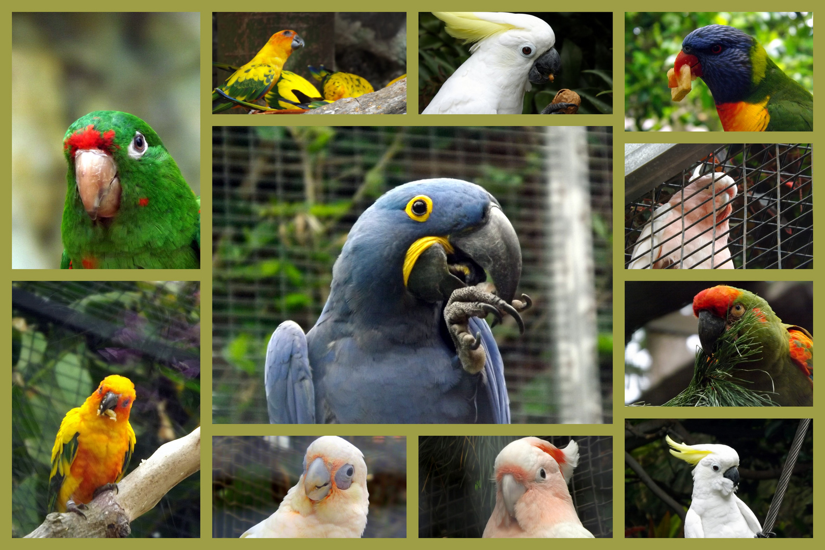 Loro Parque Tenerife