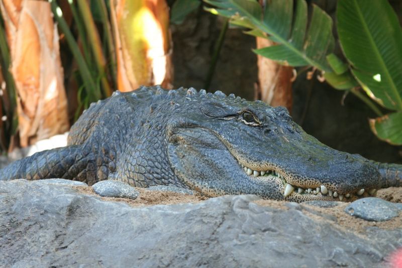 Loro Parque Tenerife 2006