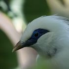 Loro Parque Tenerife