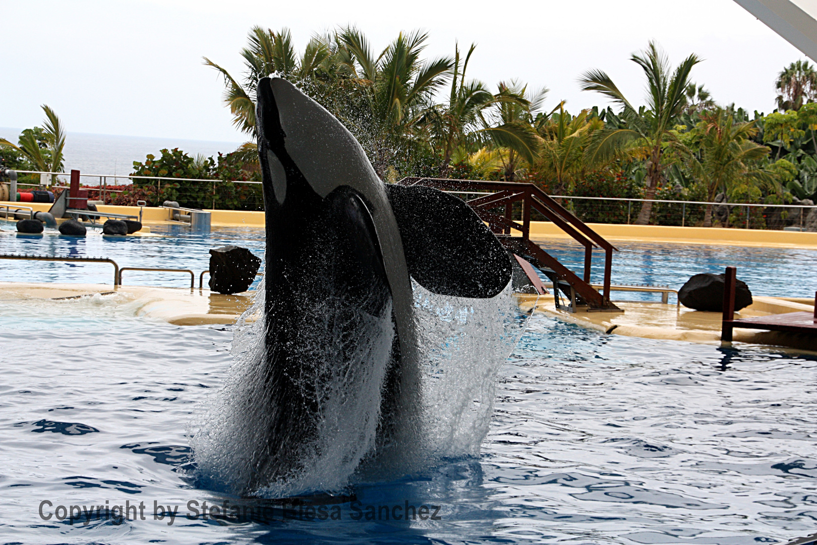 Loro Parque Tenerife Orca Schow