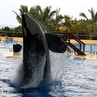 Loro Parque Tenerife Orca Schow