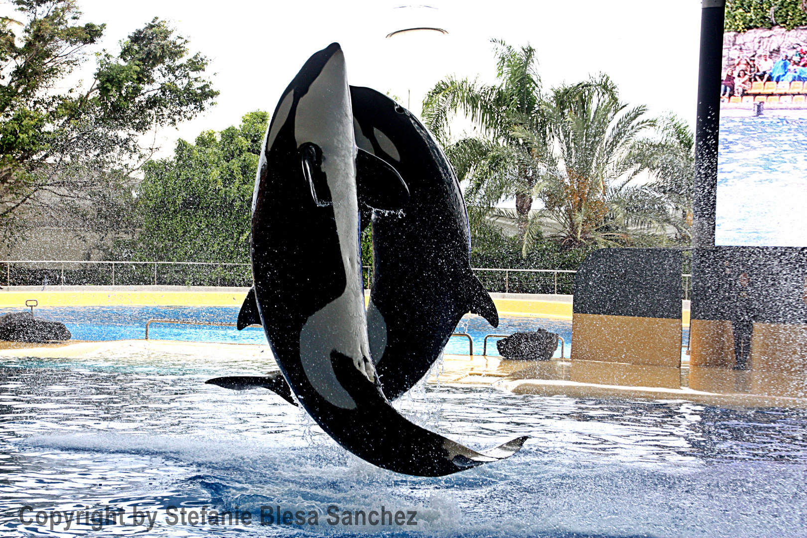 Loro Parque Tenerife Orcas