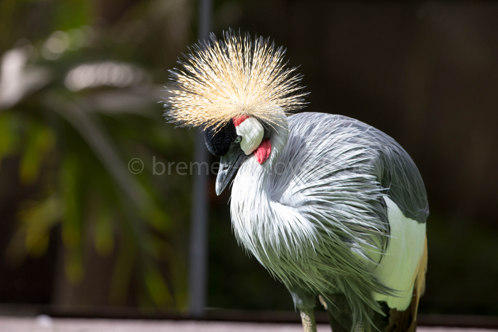 Loro Parque Teneriffa