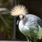 Loro Parque Teneriffa