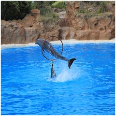 Loro Parque	(8227)