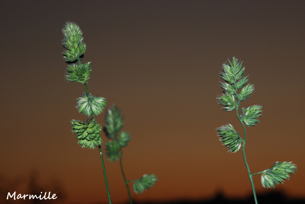 L'oro verde