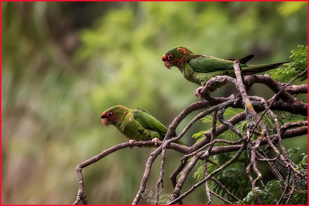 Loros cara roja