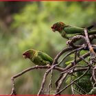 Loros cara roja