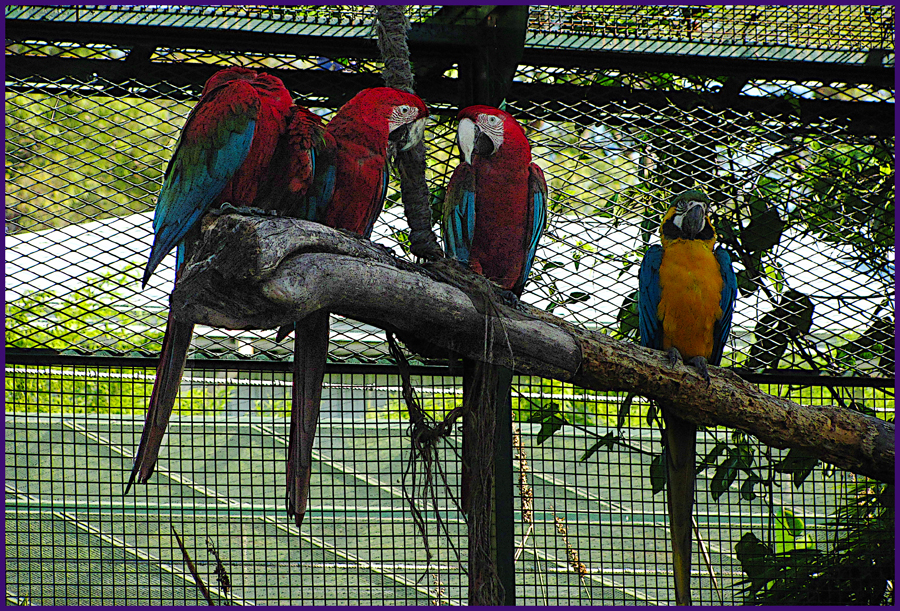 Loros, No quiso salir en la foto