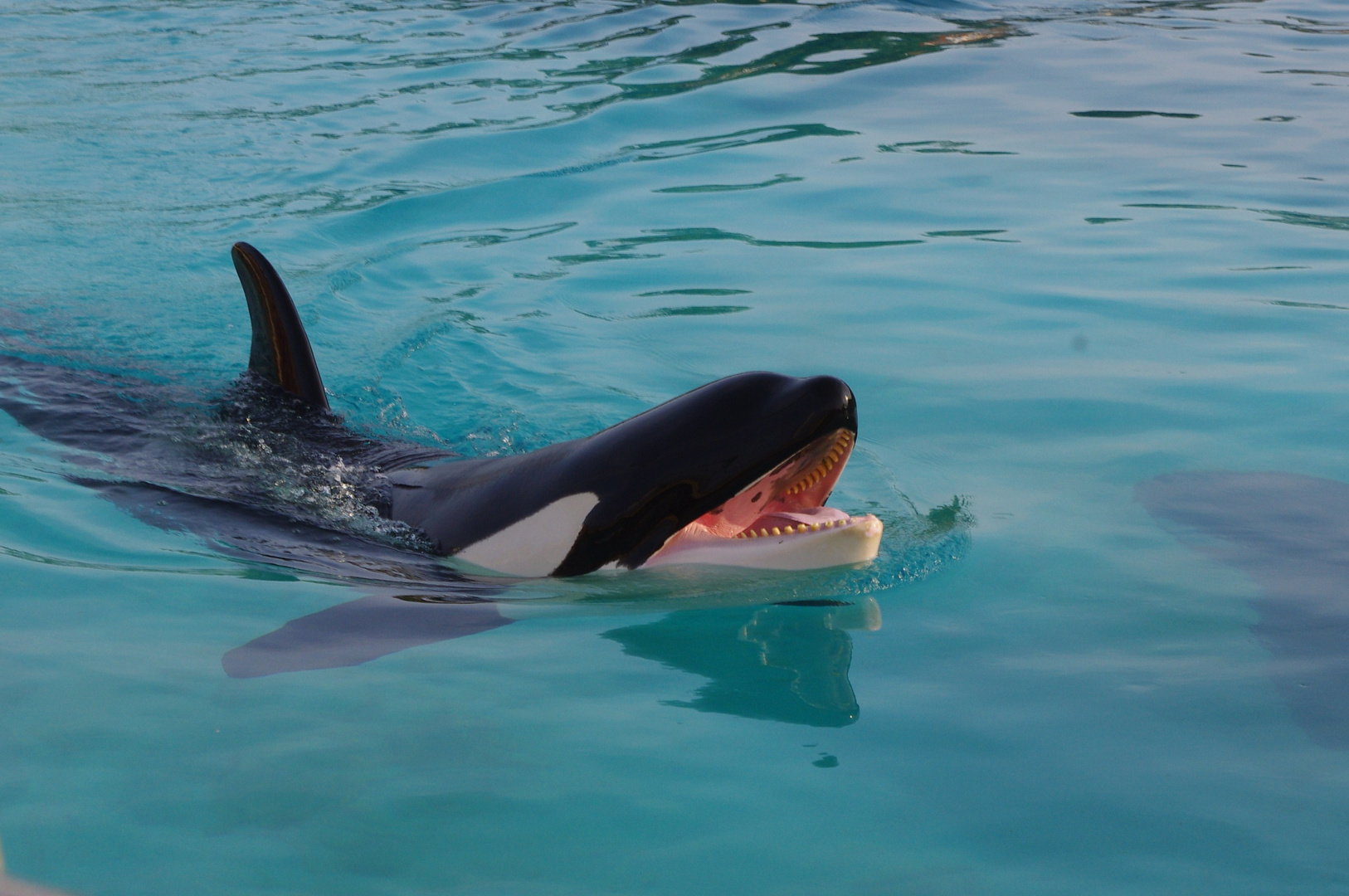 l'orque de Marineland