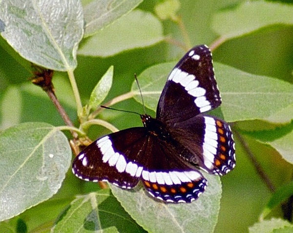 Lorquin´s Admiral