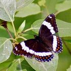 Lorquin´s Admiral