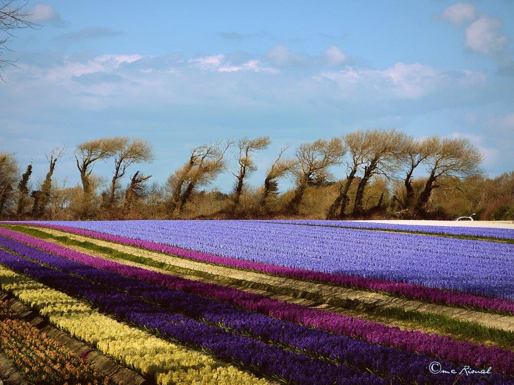 lors d'une balade , ce champ parfumé !