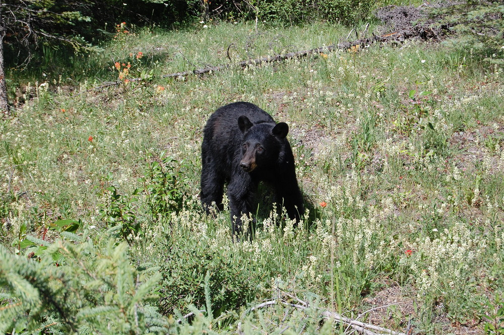 L'ORSO CI GUARDA