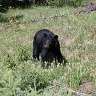 L'ORSO CI GUARDA