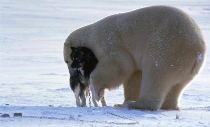 L'orso e l'husky