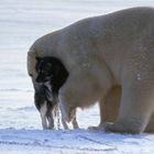 L'orso e l'husky