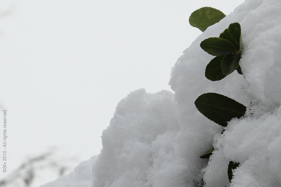 ...Lorsque la nature se couvre de Blanc...