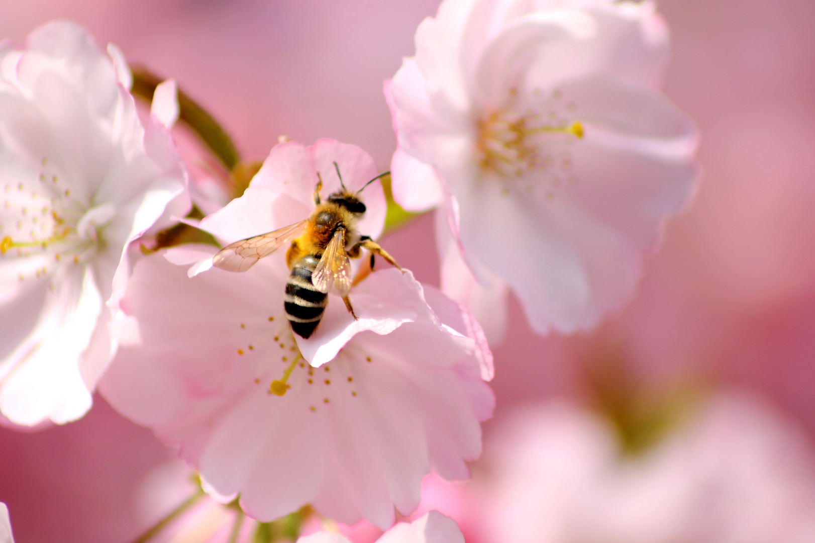 Lorsque les cerisiers fleurissent