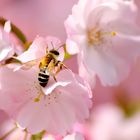 Lorsque les cerisiers fleurissent