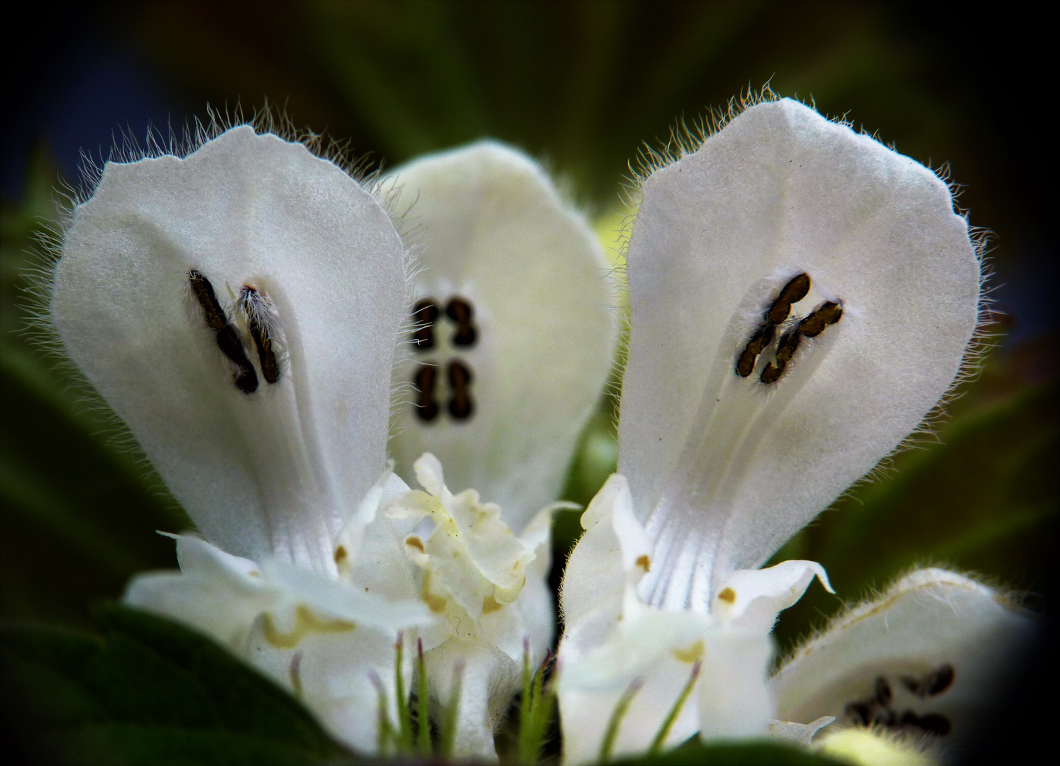 L'ortie blanche ou le lamier blanc 2