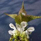 L'ortie blanche ou le lamier blanc