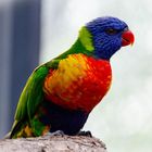 Lory