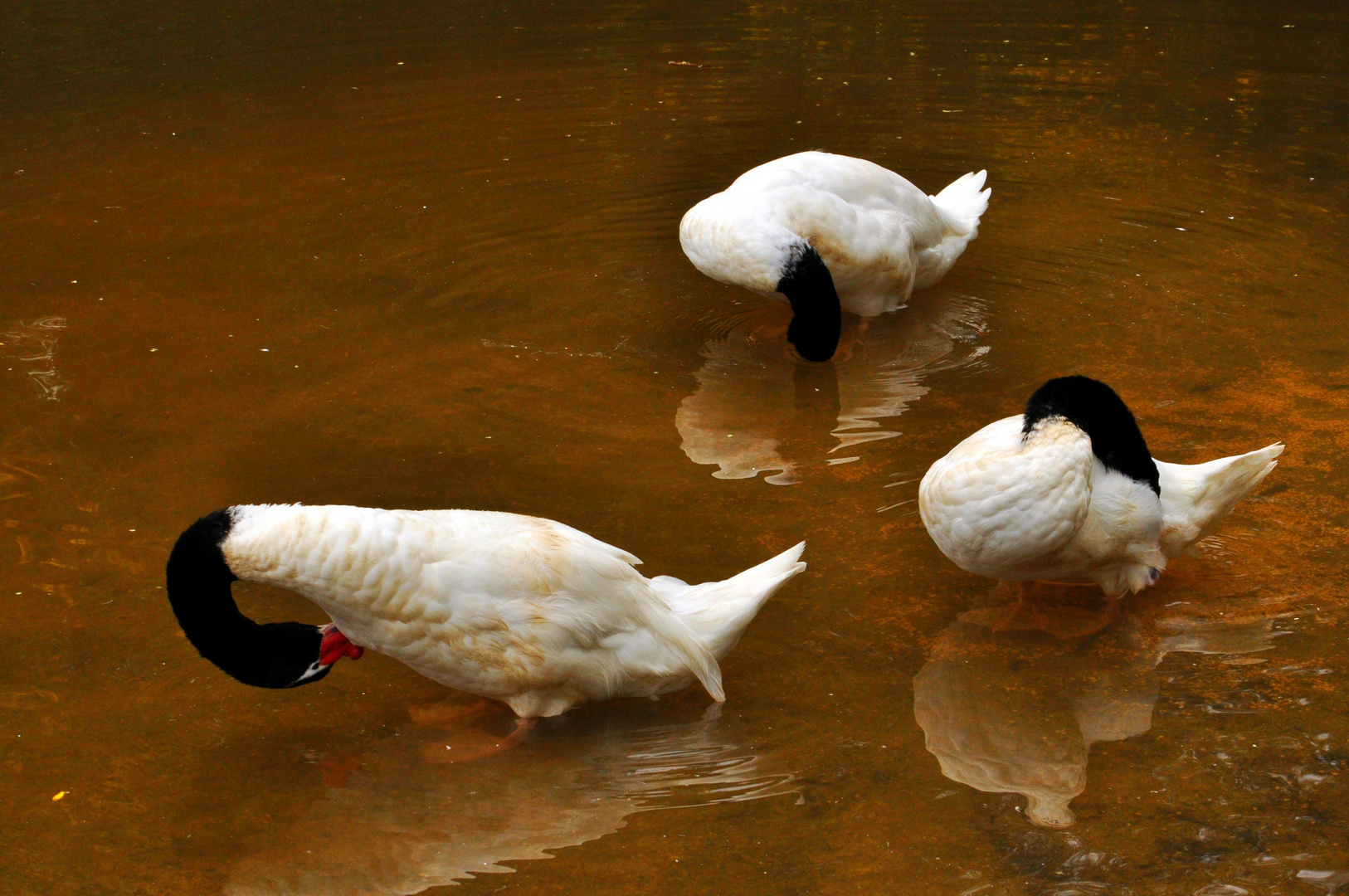 Los 3 Cisnes