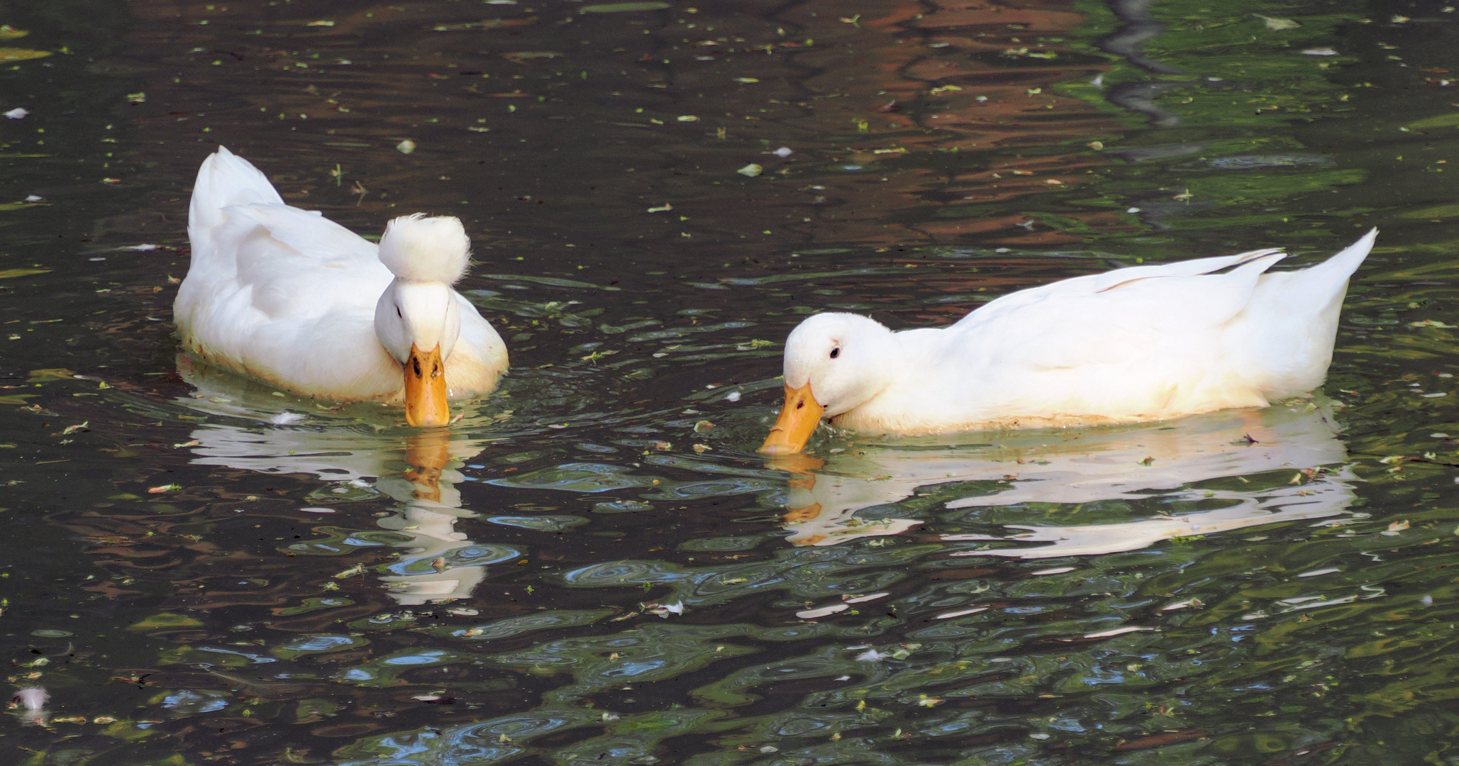 Los Alfons jetzt sag schon … wie findest du meine neue Frisur ? Foto