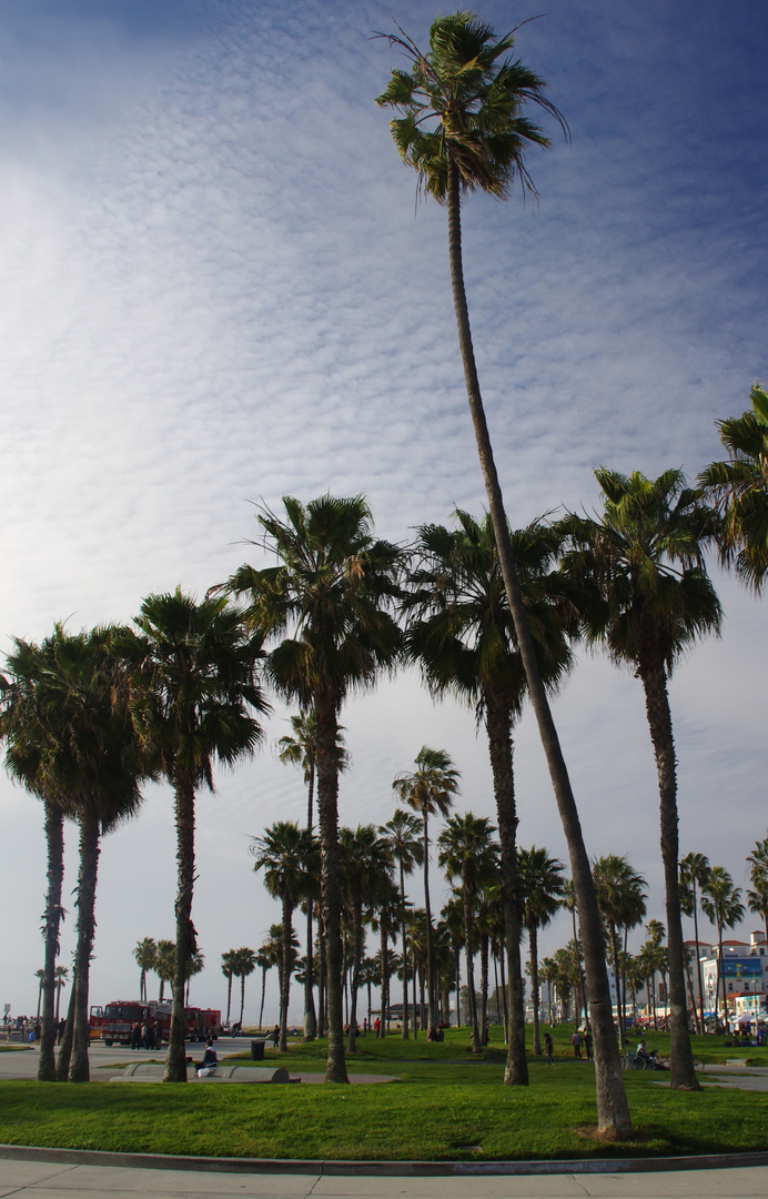 Los Angeles Venice Beach 2