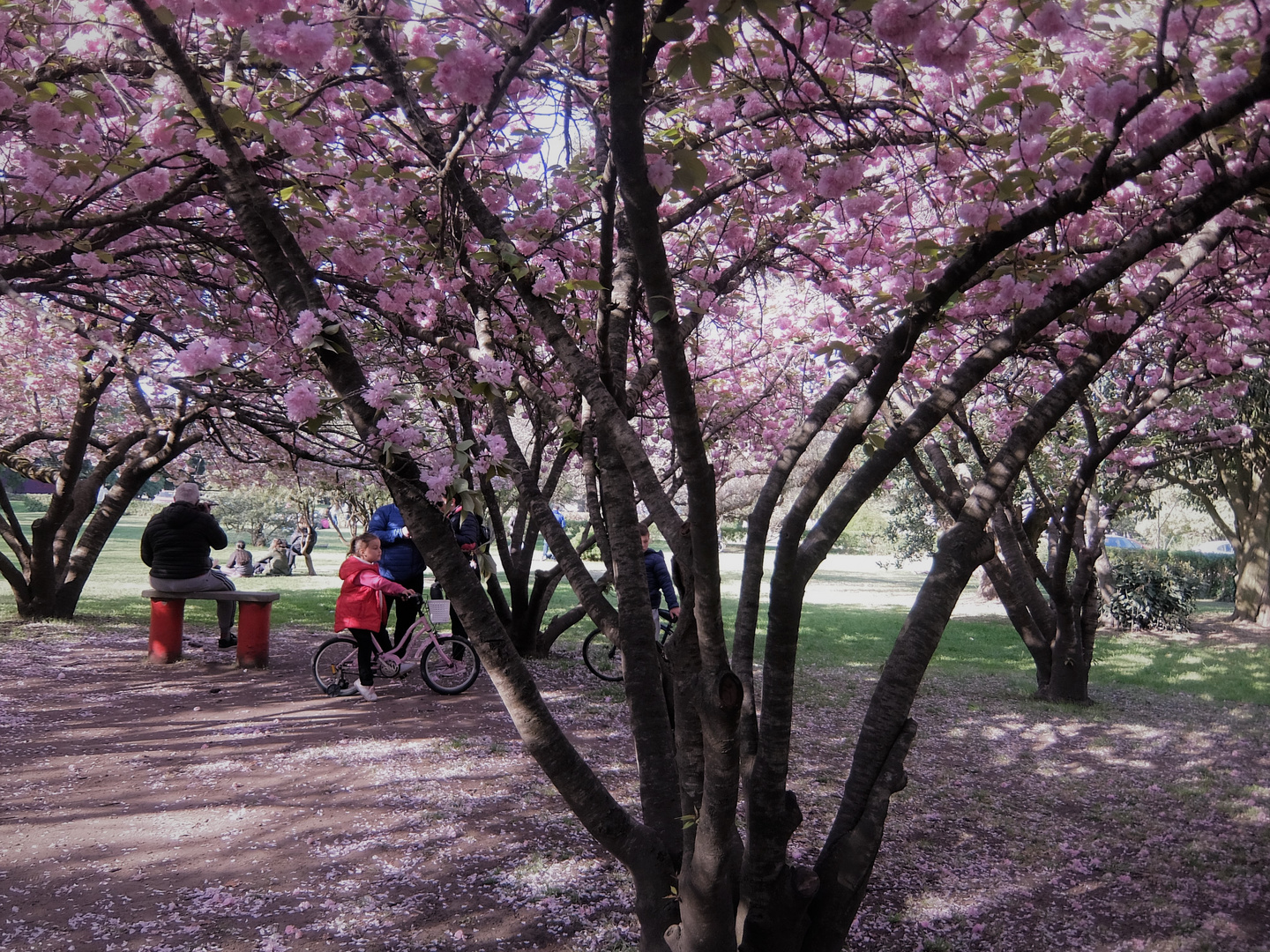 LOS ARBOLES DE CEREZO