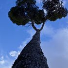 Los árboles de Mallorca